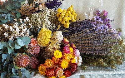 Wholesale Dried Flowers 