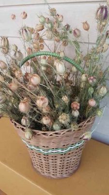 Nigella Pods