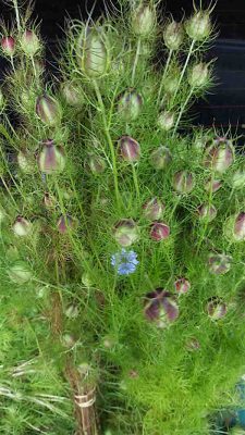 Nigella