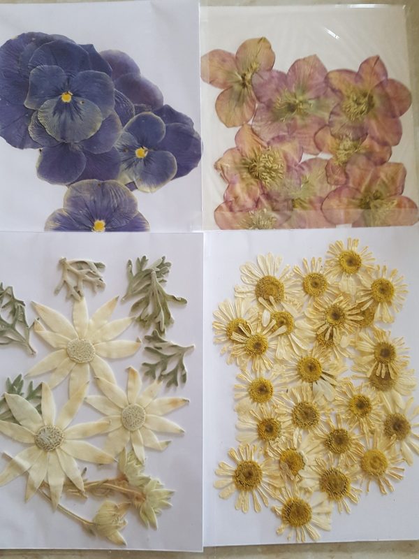 Photo shows violas, helleborus, flannel flowers, pyrethrum daisy.
