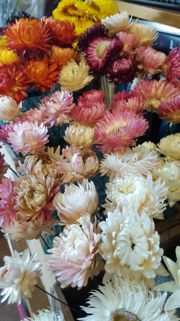 Everlasting flowers
