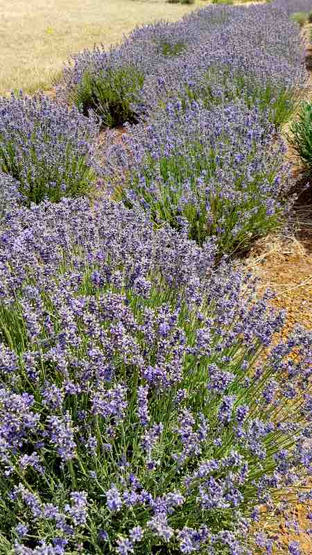 Lavender Oil and Culinary Lavenders