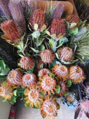 Dried Australian Banksias in red/orange