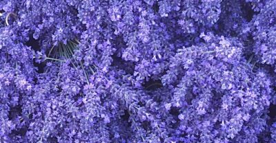 Lavender 'Riverina Eunice'