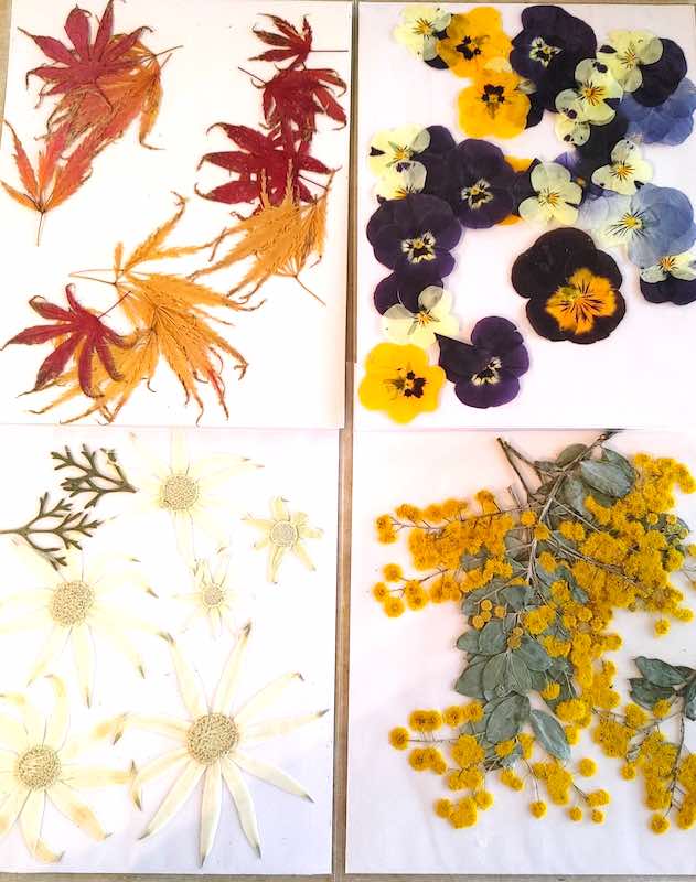 Dried Flowers - Pressed
