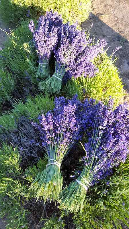 Lavandula angustifolia 'Egerton Blue'