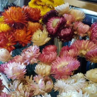 Strawflowers – large, wired @ $1.00 ea, medium 70c ea; unwired large @ 50c ea, medium @ 30c ea. White, pink, orange, yellow, dark red