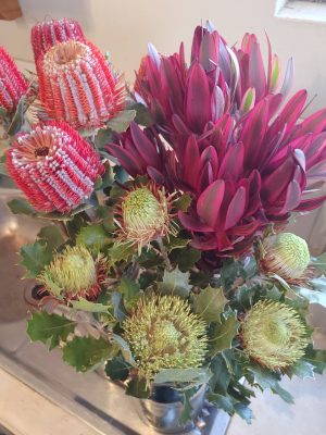 Banksias, Leucadendrons,& Dryandra preserved 2025