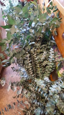 Gum preserved blue - cinerea and spinning baby blue