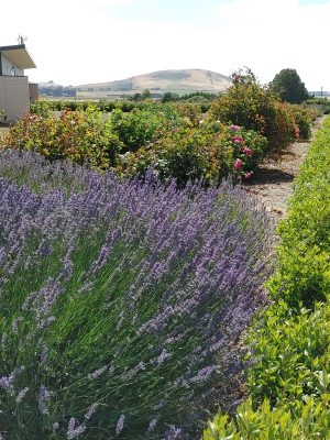 Lavender in flower at Newlyn