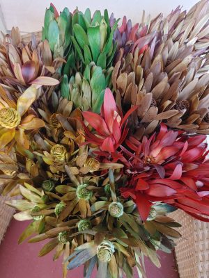 Leucadendrons in reds, greens, brown